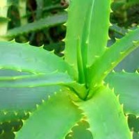 Aloe Vera for Acne-Age old secret, Healing the acne affected skin